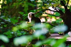 Squirrel monkeys sitting on a platform facing the sun. On a tree wrapped in leaves photo