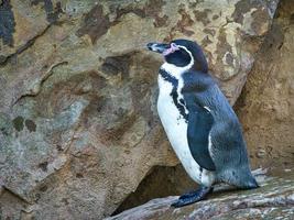 Penguin on rocks. Small water bird. Black and white plumage of sea bird. Animal photo