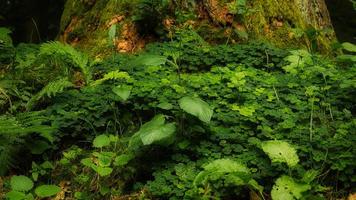 campo de trébol en el bosque en un árbol. el trébol es el amuleto de la suerte foto