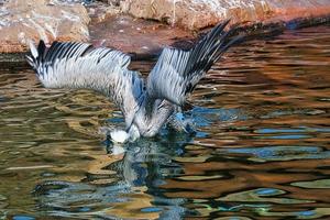 pelican on the water taken while diving. large seabird with richly textured plumage. photo