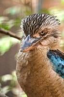 laughing hans on a branch. Beautiful colorful plumage of the Australian bird. photo