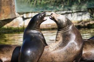 sea seal at the berlin zoo photo