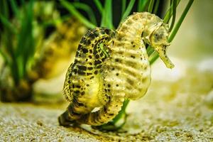 pareja de caballitos de mar en pastos marinos. interesante de ver. foto