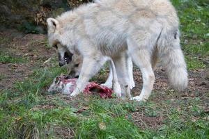 joven lobo blanco, tomado en el wolfspark werner freund mientras se alimenta foto