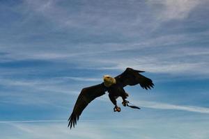 un águila calva tiro detallado. ave graciosa y orgullosa. foto