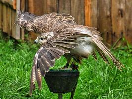 a buzzard from the air show in saarburg. Interested Bird with white brown plumage photo