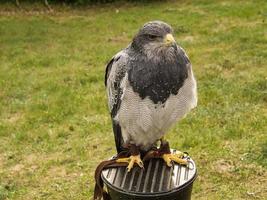 a buzzard from the flight show in saarburg photo