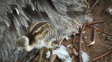nandu chick at the nest. Baby bird exploring the surroundings. Animal photo. photo