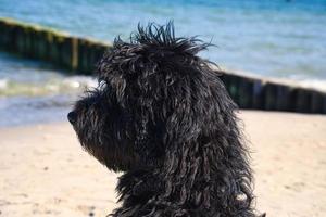 goldendoodle sitting on the Baltic Sea in front of the pier overlooking the sea. black and tan photo