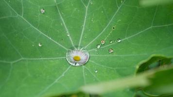 Composing. Cress leaf with dew drops. In the dewdrops are flowers of daisies. photo