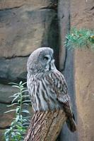 a sparrow owl on a tree trunk. the gaze is directed at the viewer. beautiful plumage photo