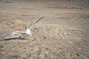 Seagull taking off on the beach of the Baltic Sea. photo