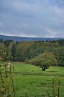 In Saarland forests, meadows and solitary trees in autumn look. photo