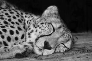 Cheetah in black white lying behind grass. Spotted fur. The big cat is a predator photo