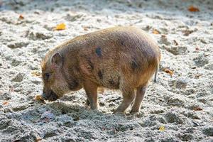 Pot-bellied piglet, digging in the sand. Domestic pig for meat production. Farm animal photo