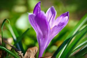 Crocus flower on a meadow, delicate and with slightly blurred background. photo