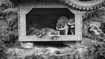 Several raccoon in a black and white shot in a raccoon hut. photo