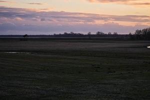 prado frente al bodden en zingst a la hora de la tarde. foto de paisaje en la naturaleza.