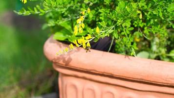 yellow broom flower on broom bush in flower pot. Close up of a plant. photo