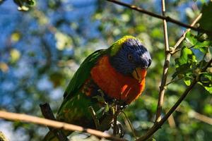 a colorful lori in the branches. loris are a species of parrot photo