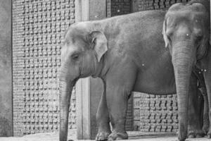 elephant couple, standing with hanging trunk. gray skin, largest land mammal. photo