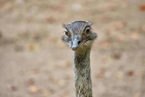 avestruz pájaro con mirada divertida. pájaro grande de África. cuello largo y pestañas largas foto