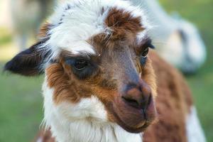 alpaca recorded in portrait. Interesting and cute mammals photo