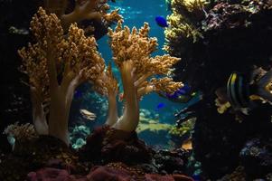 corales y peces en acuario de agua salada. observación del mundo submarino. foto