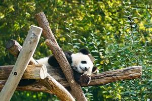 Giant panda lying on tree trunks in the high. Endangered mammal from China. Nature photo