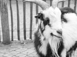 cabra de cerca en blanco y negro con bardo largo de cabra. foto