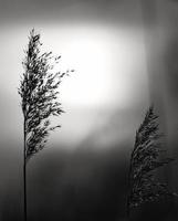 Reed in black and white. Romantic sunset. Dreamy and calm mood in nature photo