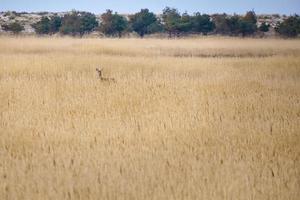 doe on the darss hidden in the reeds. Mammals at the Baltic Sea. Wildlife foto photo