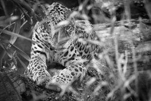 Jaguar in black and white, lying behind grass. spotted fur, camouflaged lurking. photo