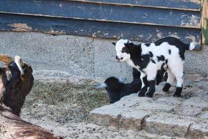 Goats are farm animals. They are interesting to watch, especially if they are young animals photo
