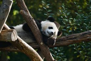 Giant panda lying on tree trunks in the high. Endangered mammal from China. Nature photo