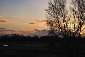 árboles en la puesta de sol en los prados frente al bodden en zingst. foto