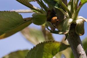 A ladybug on a flower released on a warm summer day. Macro shot photo