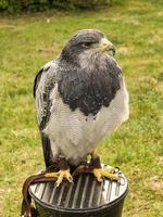 a buzzard from the flight show in saarburg photo