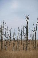 dead trees at the Baltic Sea. Dead forest. Damaged vegetation. National park photo