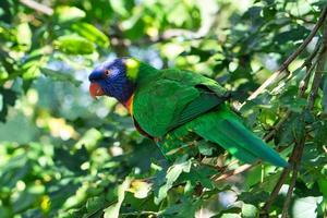 a colorful lori in the branches. loris are a species of parrot photo