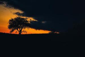 Sunset in Saarland with a tree against which a ladder is leaning. dramatic sky . photo