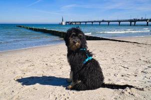 golden doodle sitting on the Baltic Sea in front of the pier overlooking the sea. black and tan photo