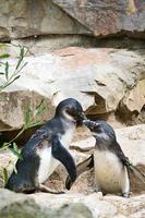 kissing penguin. black and white birds as couple on land. animal photo close up.