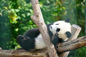 Giant panda lying on tree trunks in the high. Endangered mammal from China. Nature photo