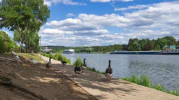 Wild geese on the river during a walk. Rest of the birds to take food and rest. photo