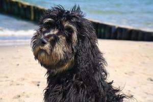 goldendoodle sitting on the Baltic Sea in front of the pier overlooking the sea. black and tan photo