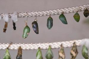 Cocoons suspended from a rope. They are kept here until they hatch photo