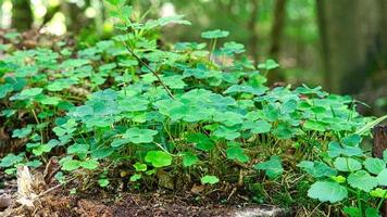 Clover field on the forest floor. Clover is the lucky charm photo