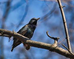 pájaro estornino en una rama cantando foto