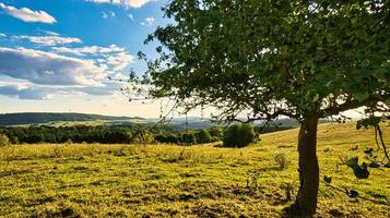 un día soleado en el sarre con vistas a los prados del valle. árbol en primer plano foto